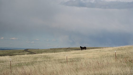 Lone Horse at scenic overlook.
