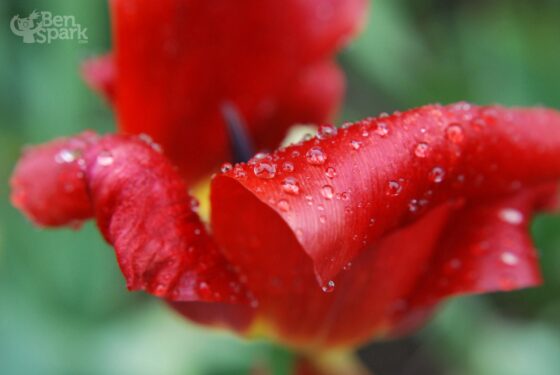 Raindrops on flowers