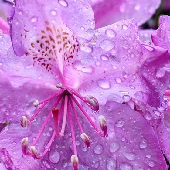 Rhododendron and water drops 