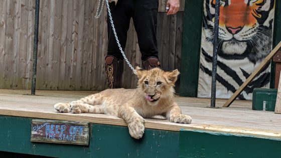 Lion Cub at the Big Cat show