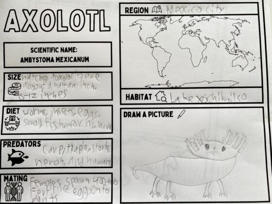 axolotl drawing 